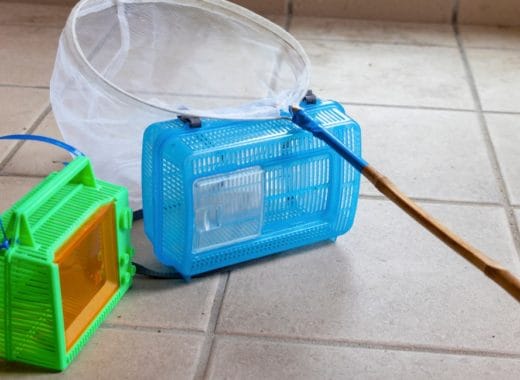 Kids bug catchers