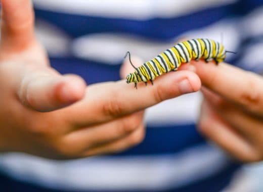 A boy holds a caterpillar from an insect kit for kids.