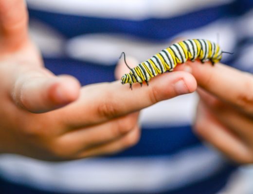 A boy holds a caterpillar from an insect kit for kids.