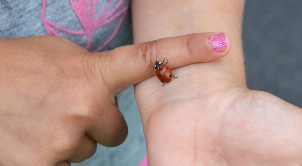 A girl hold a ladybug from an insect kit for kids.