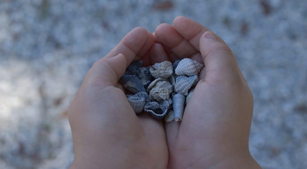 shell collecting as a nature activity for kids