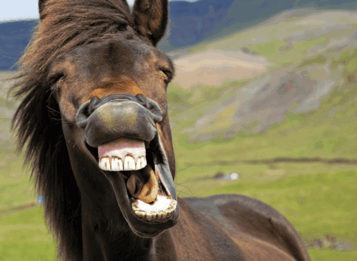 animal jokes for kids