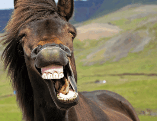 animal jokes for kids