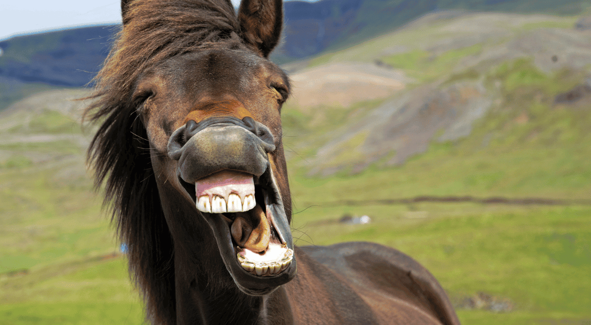 animal jokes for kids