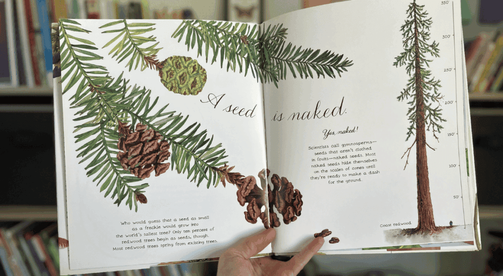 Spring book for kids - A Seed is Sleepy