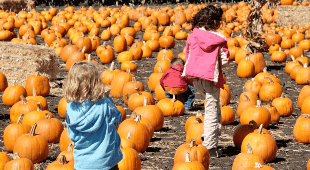 kids visiting pumpkin patch for Halloween