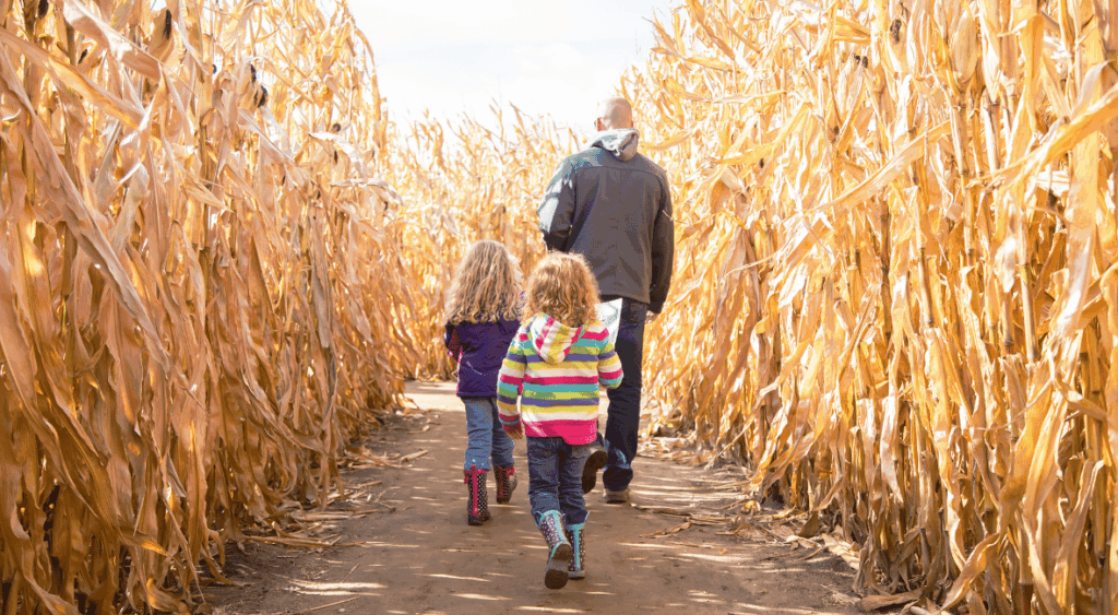 kids in a corn maze