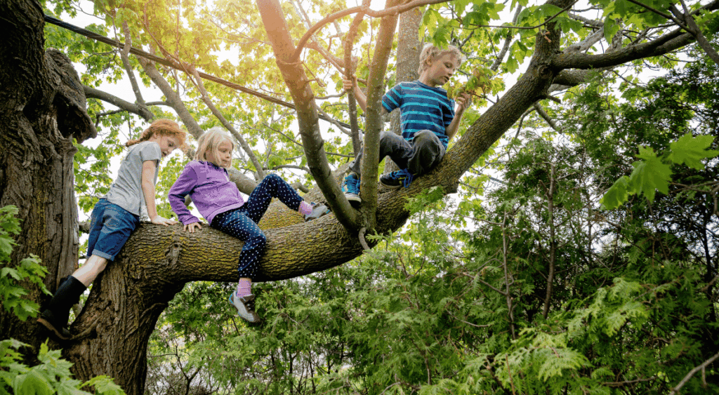 kids climbing a tree