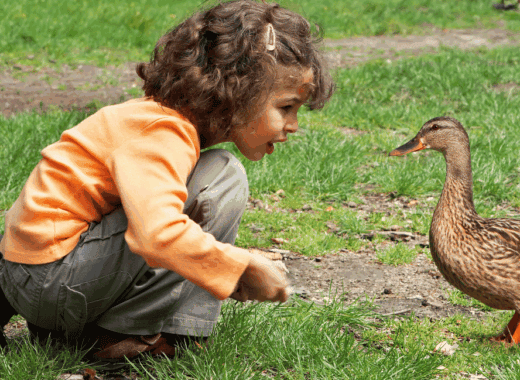 bird activities for preschoolers