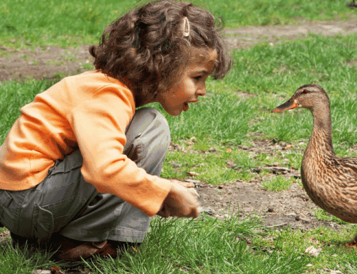 bird activities for preschoolers