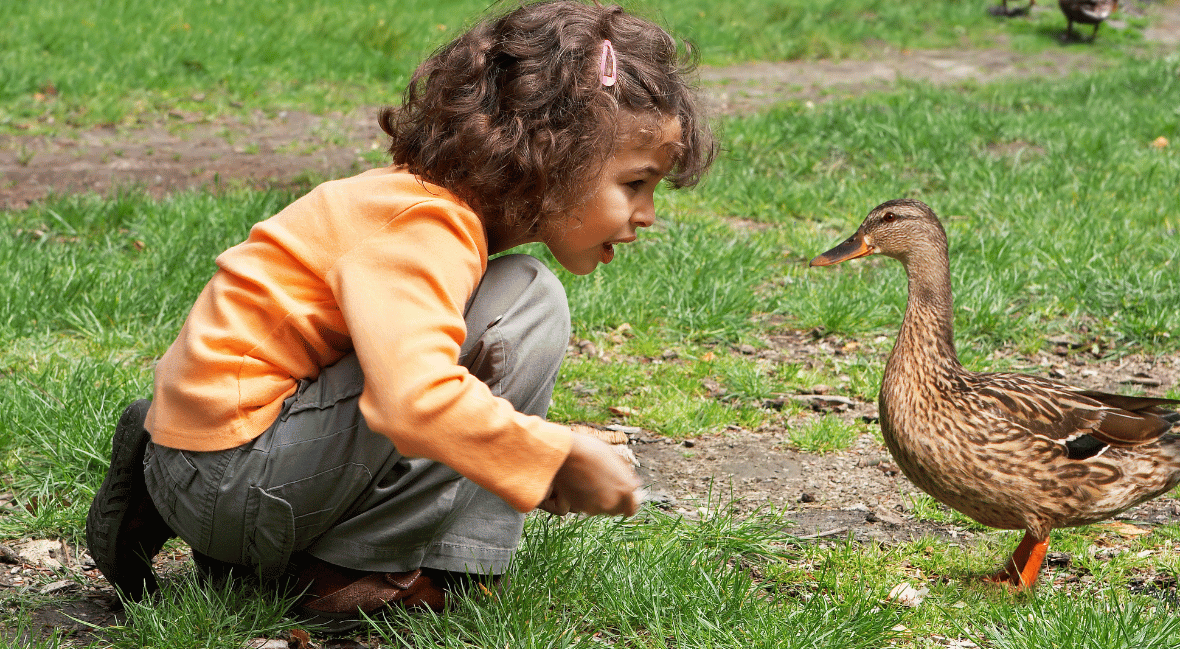 bird activities for preschoolers
