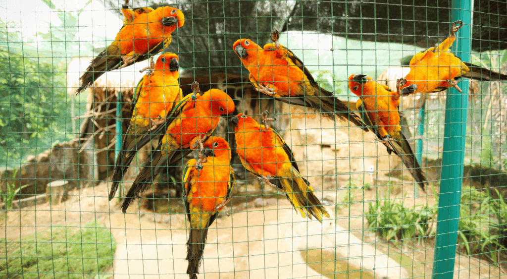 preschool bird encounter