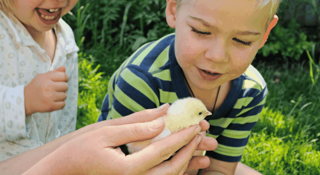 preschool bird activity