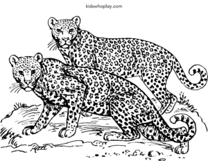 leopard coloring book