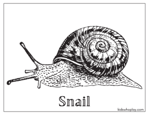 coloring page of a snail
