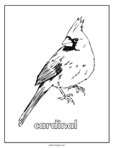 coloring page of a cardinal