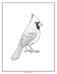cardinal coloring sheet for kids