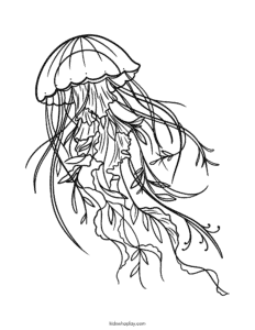 jellyfish coloring page